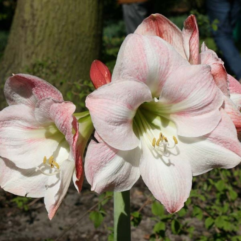 Amaryllis Apple Blossom