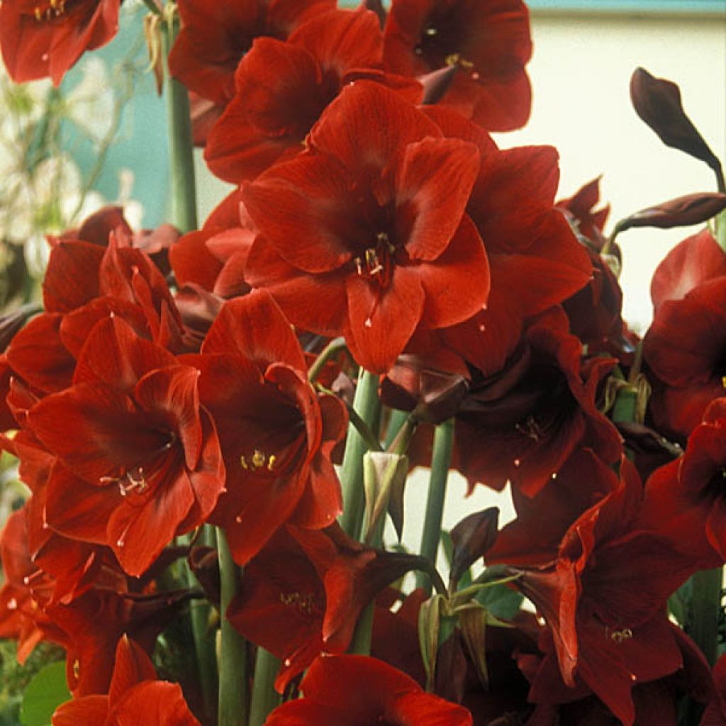 Amaryllis Benfica Calibre 36+