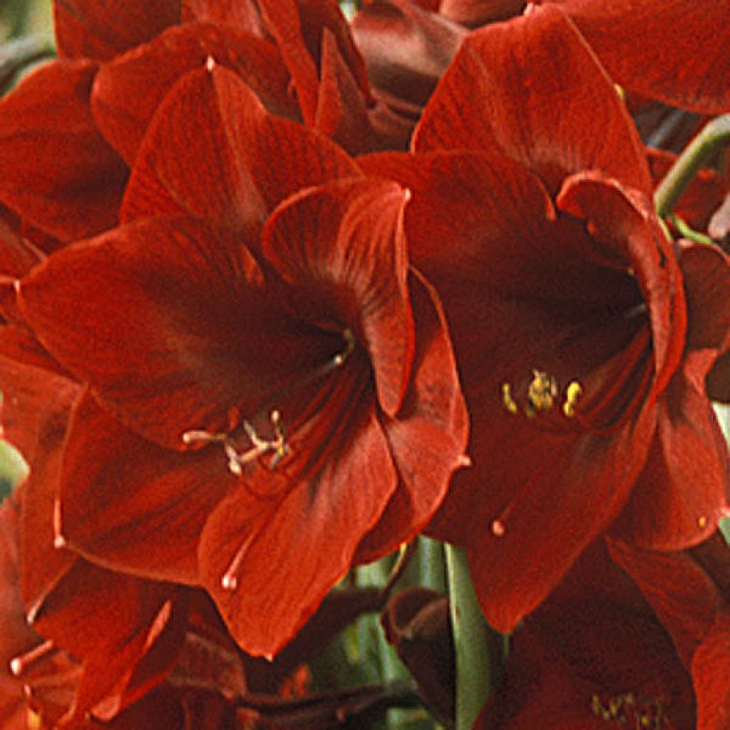 Hippeastrum Benfica