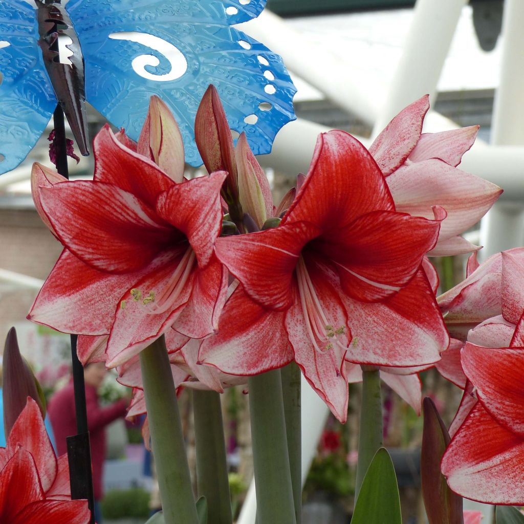 Hippeastrum Charisma - Amaryllis