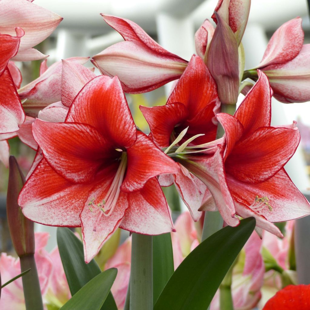 Hippeastrum Charisma - Amaryllis