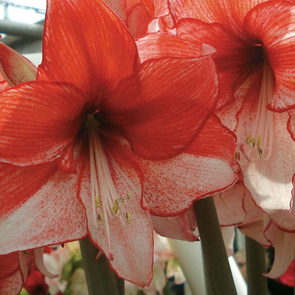 Hippeastrum Charisma - Amaryllis