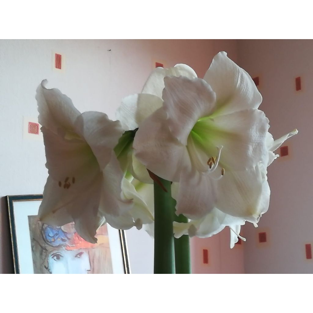 Hippeastrum Christmas Gift - Amaryllis