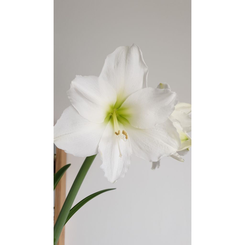 Hippeastrum Christmas Gift - Amaryllis