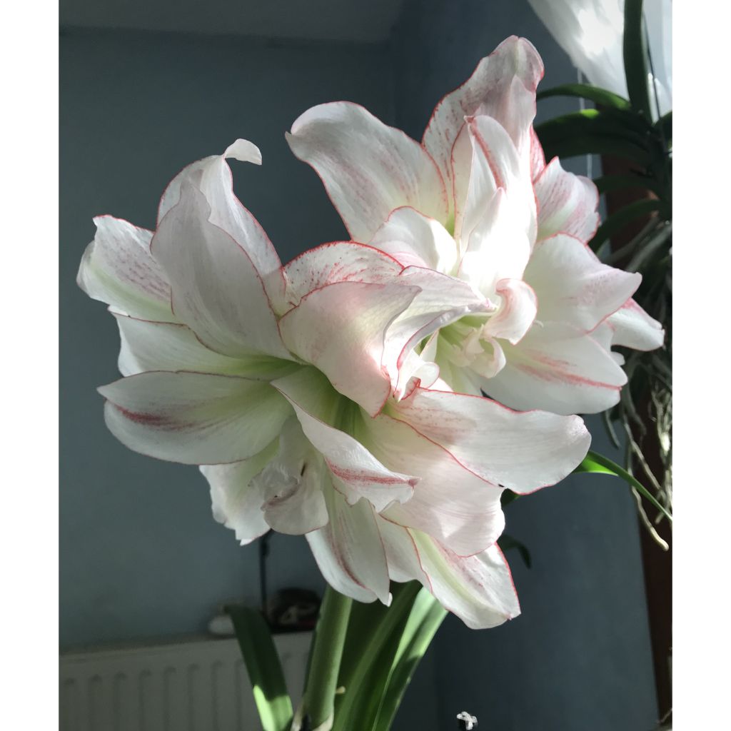 Hippeastrum Double Aphrodite - Amaryllis