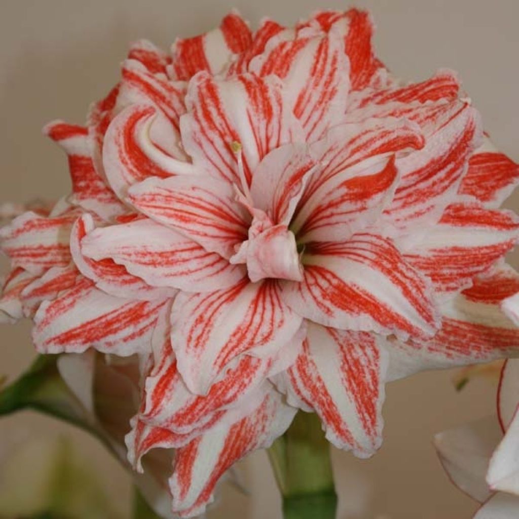 Amaryllis Double Dancing Queen