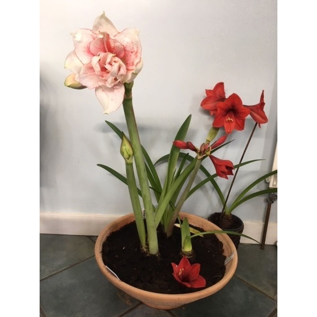 Hippeastrum Elvas - Amaryllis