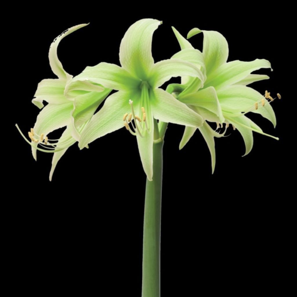 Amaryllis Evergreen