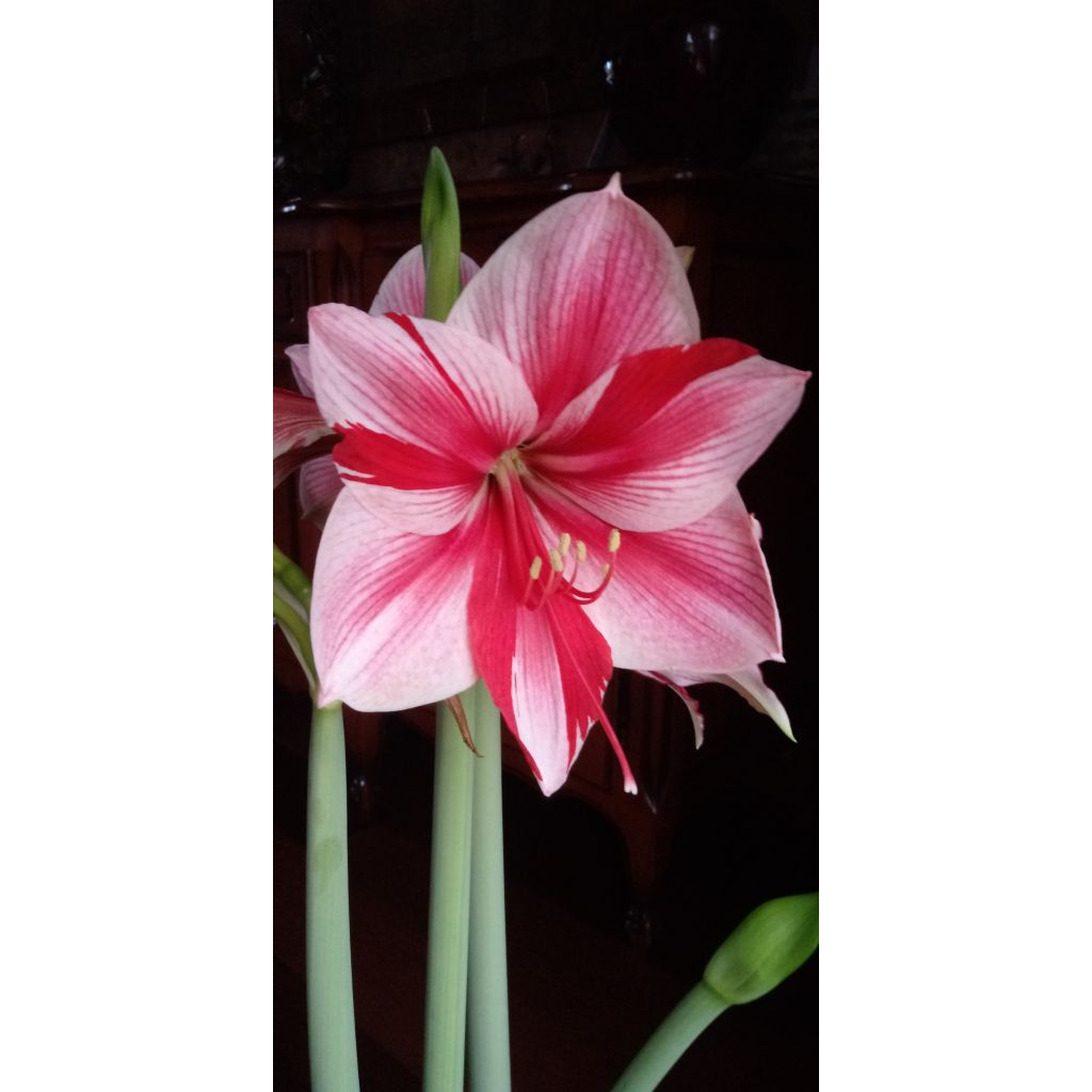 Hippeastrum Gervase - Amaryllis