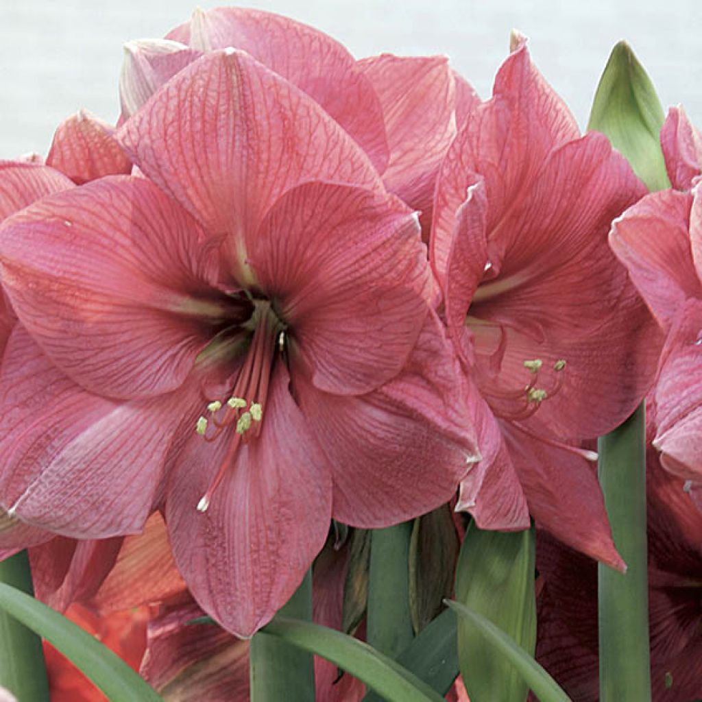 Amaryllis Hercule