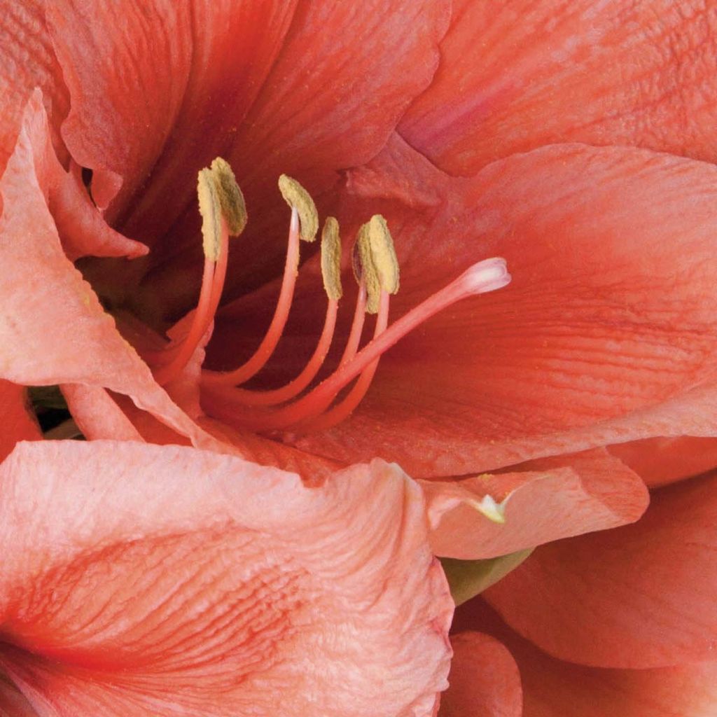 Hippeastrum Rilona - Amaryllis