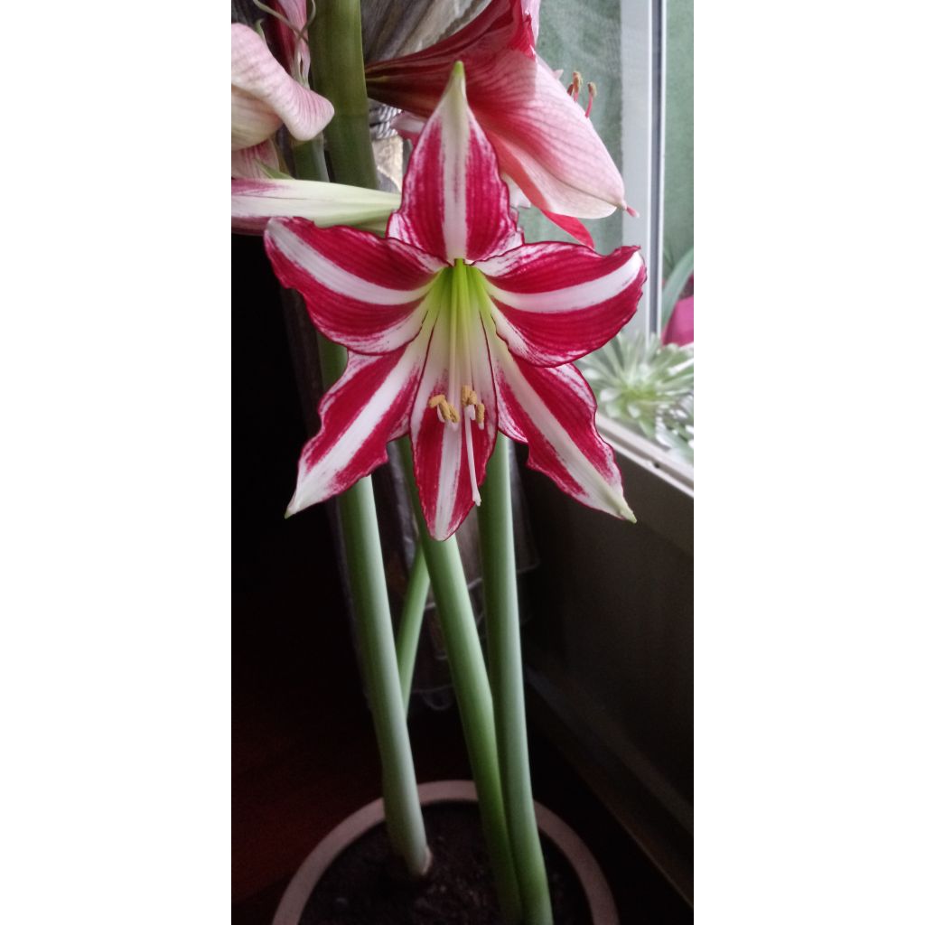 Hippeastrum Santiago - Amaryllis