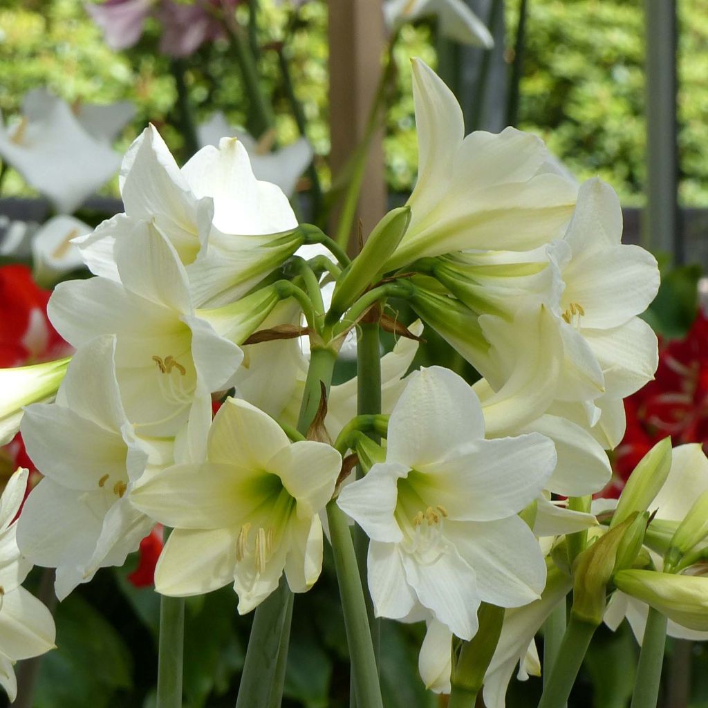 Hippeastrum sonatini White Rascal