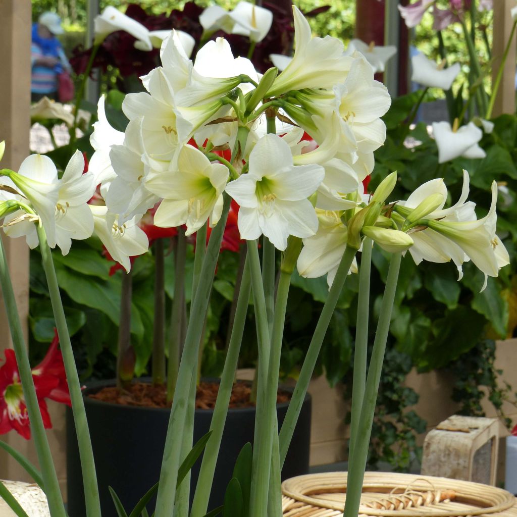 Hippeastrum sonatini White Rascal