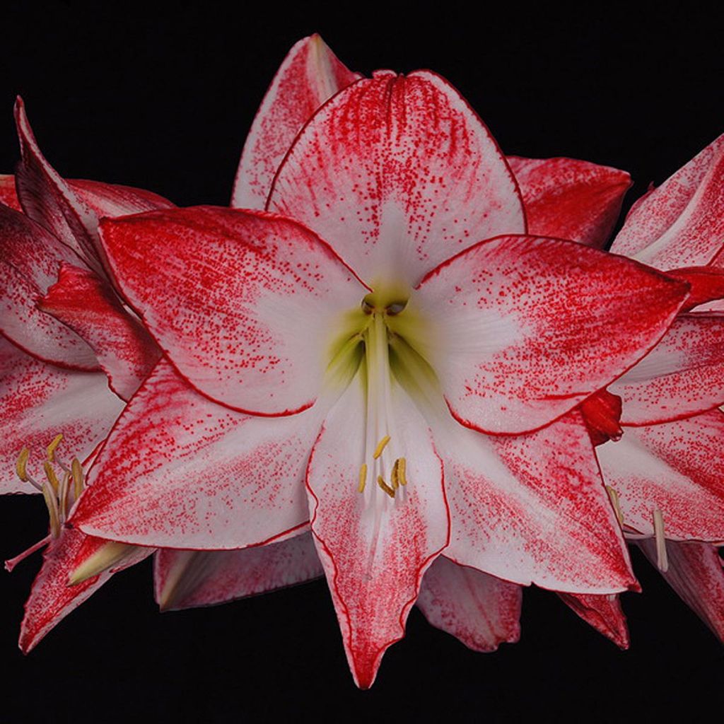 Hippeastrum Spotlight