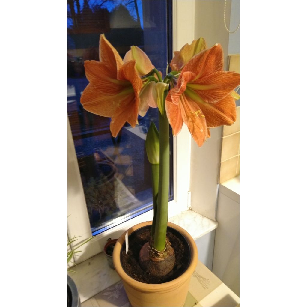 Hippeastrum Terra Cotta