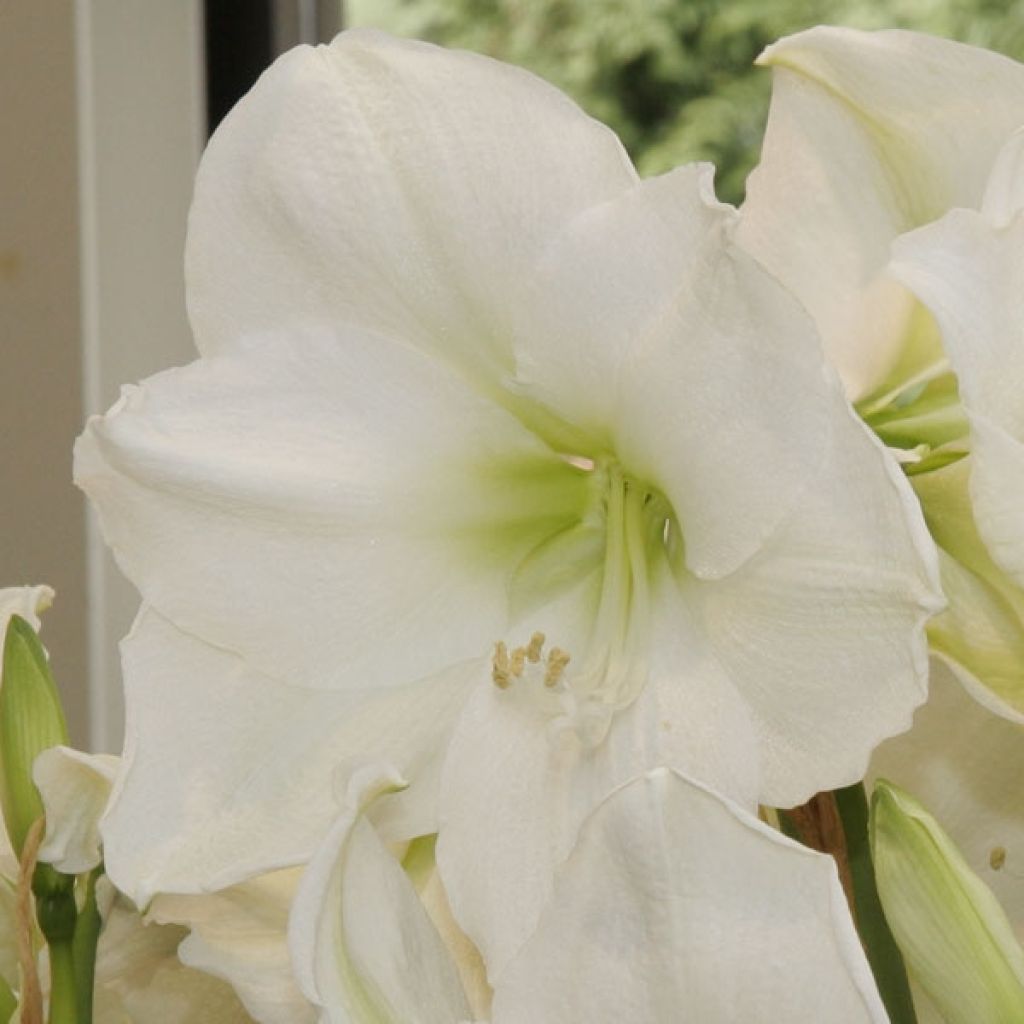 Amaryllis Christmas Gift