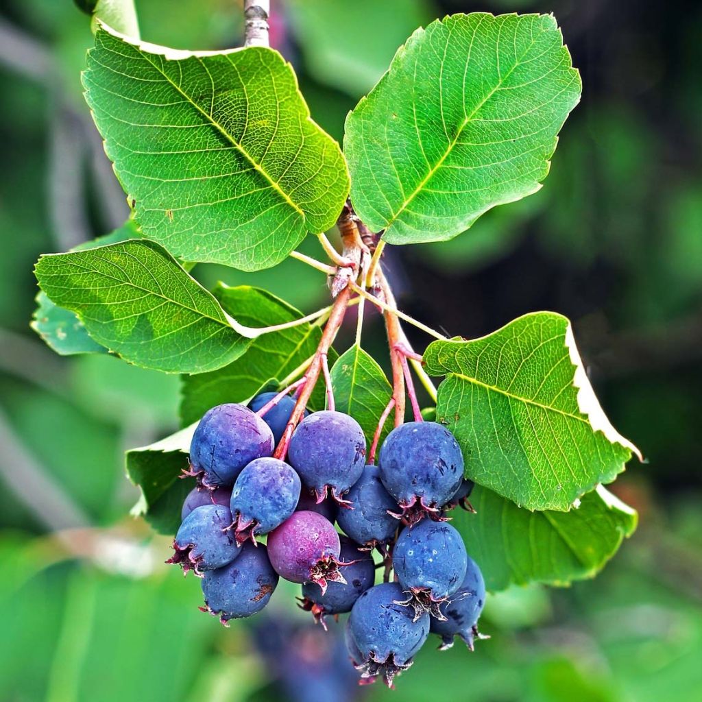 Amelanchier  alnifolia Saskatoon Berry 