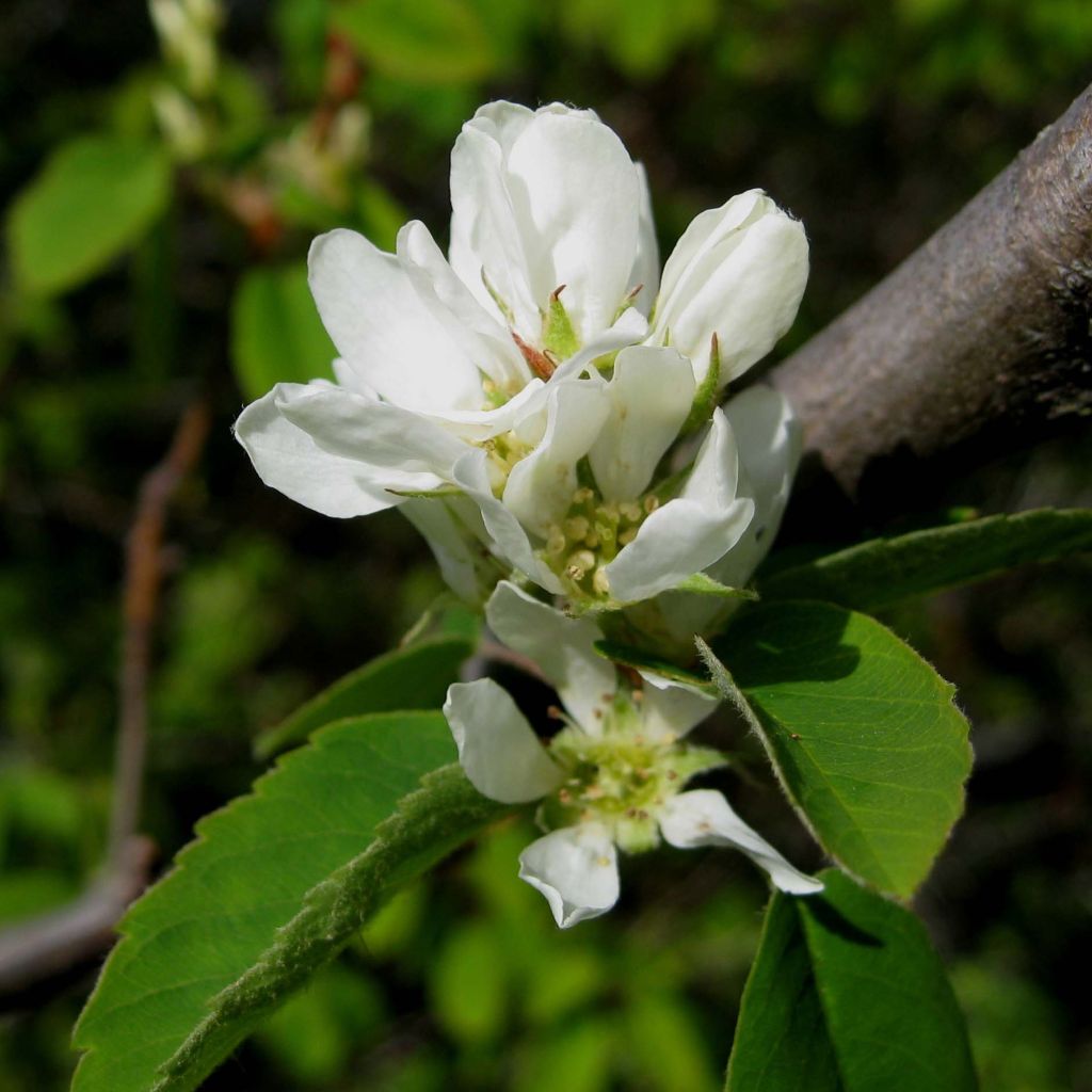 Amelanchier alnifolia