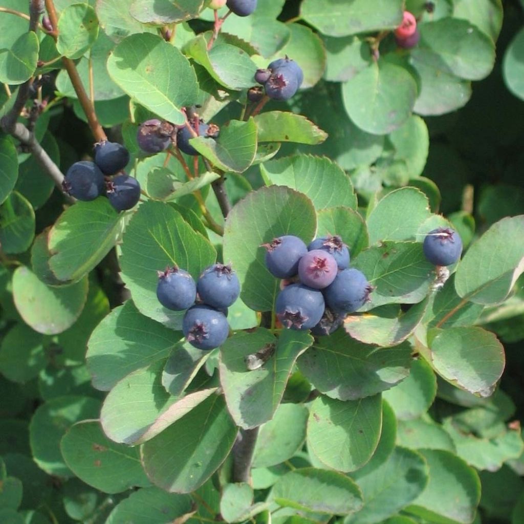 Amelanchier alnifolia