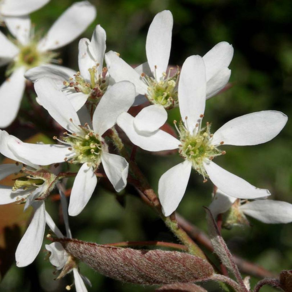 Amelanchier lamarckii