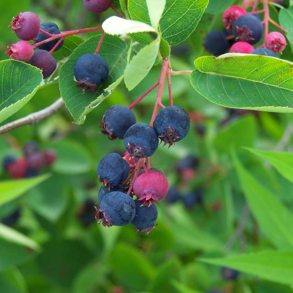 Amelanchier lamarckii