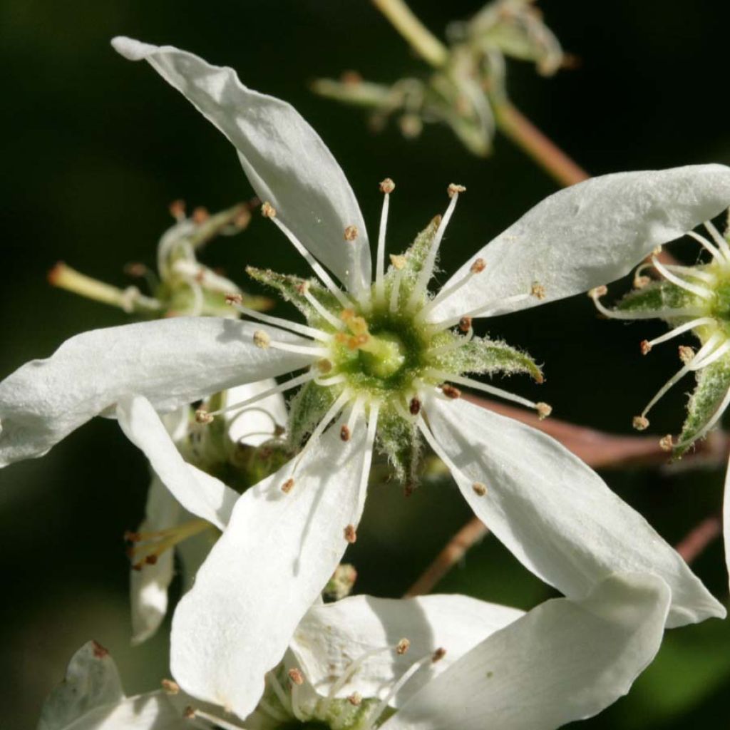 Amelanchier lamarckii