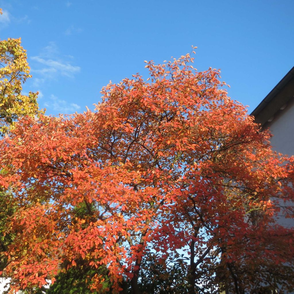 Amelanchier lamarckii