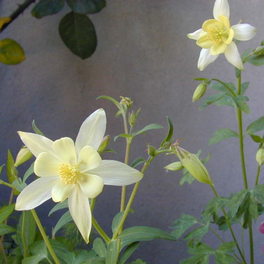 Ancolie blanche, Aquilegia caerulea Snow queen