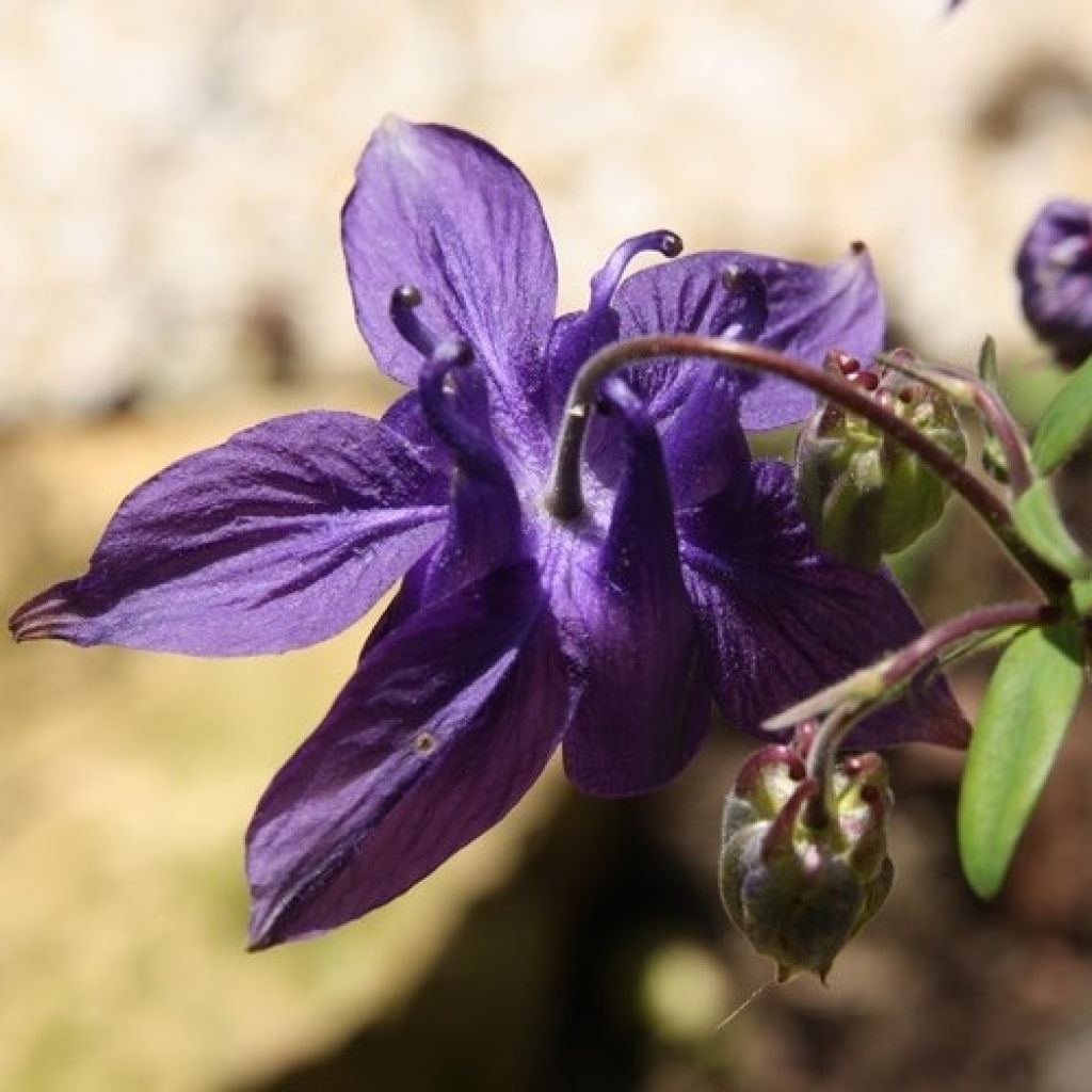 Aquilegia alpina - Columbine