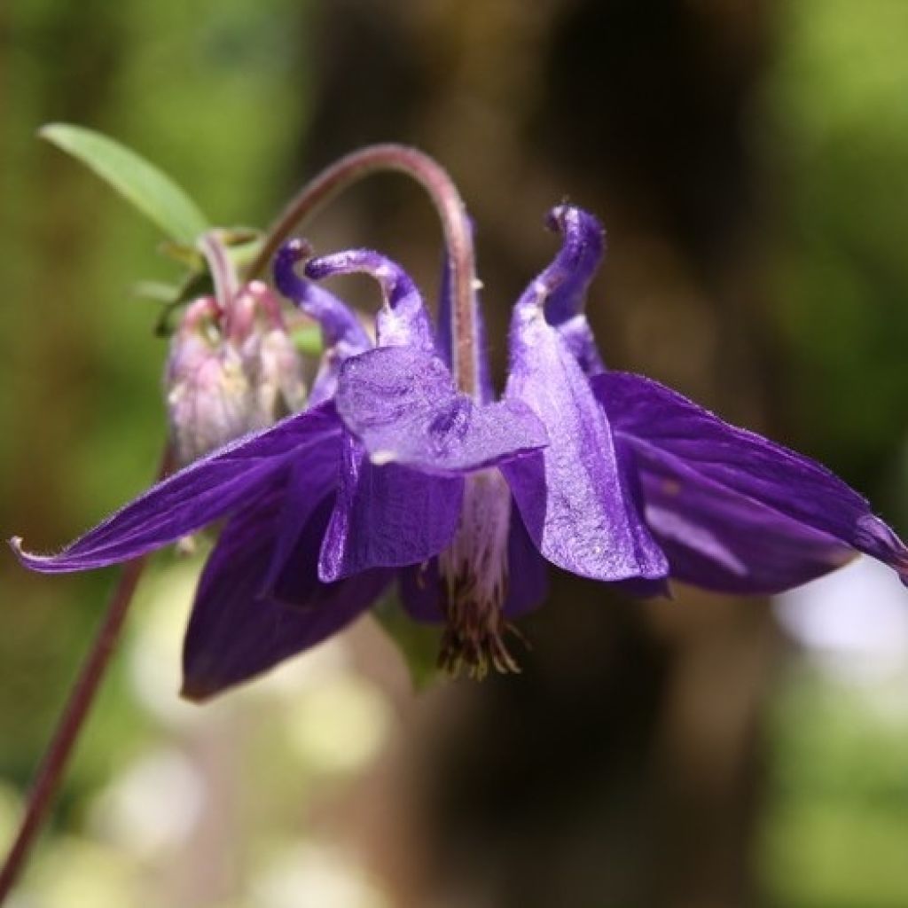 Aquilegia alpina - Columbine