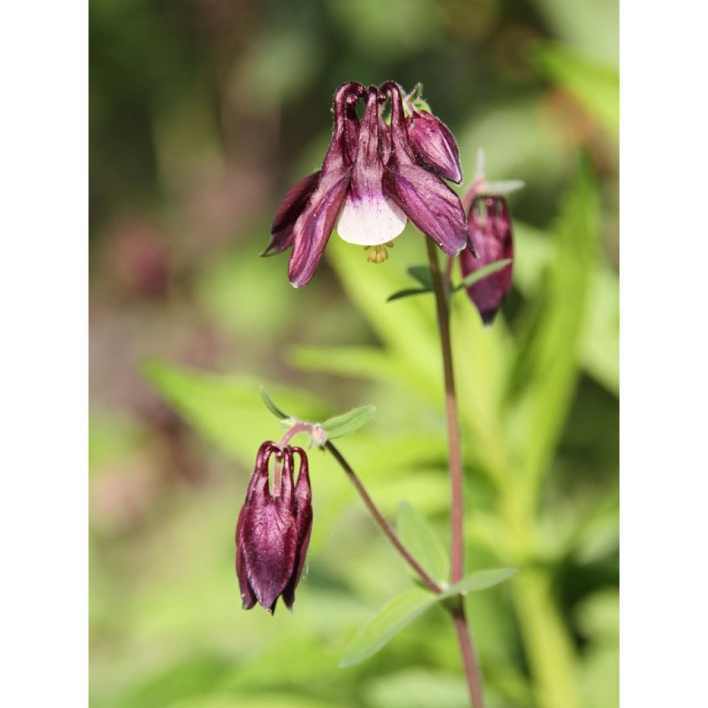 Aquilegia vulgaris William Guiness - Columbine