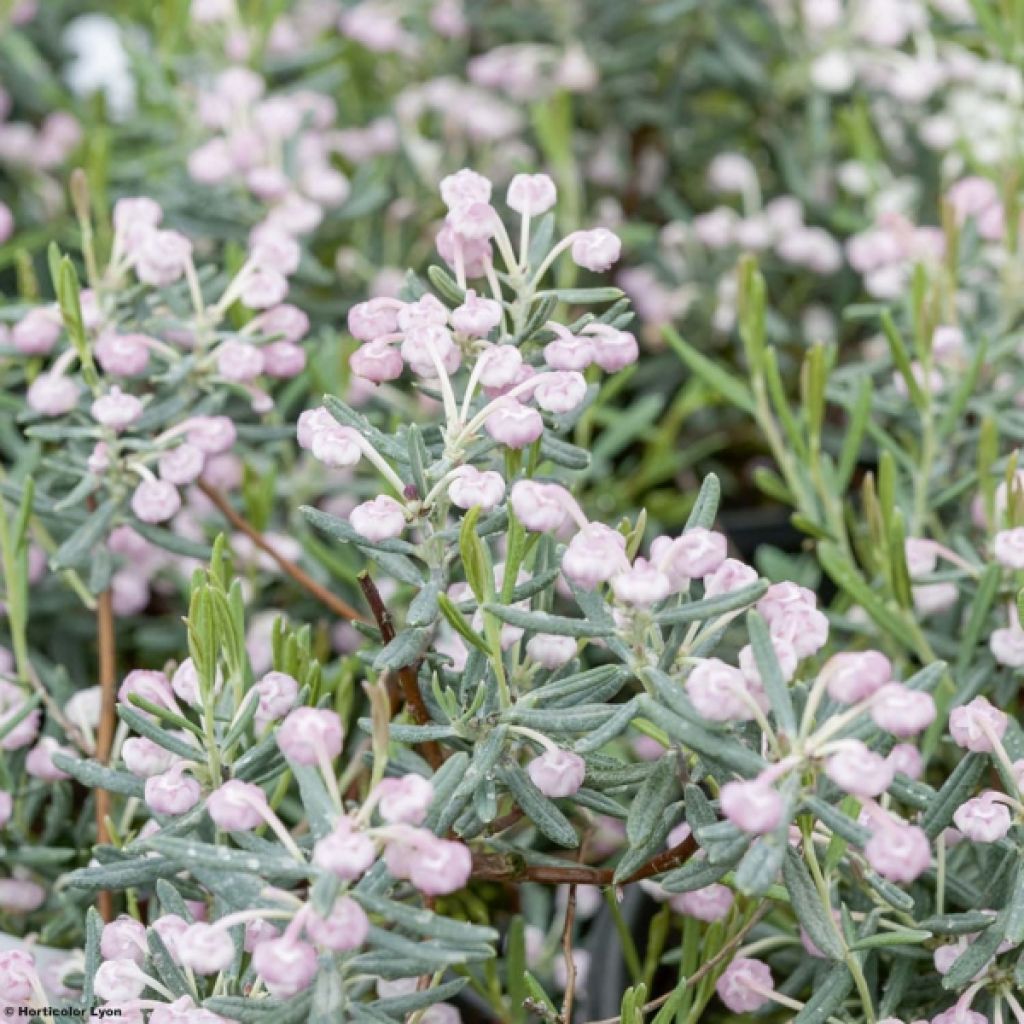 Andromeda polifolia Blue Ice