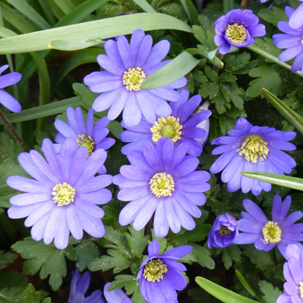 Anemone blanda Blue Shades