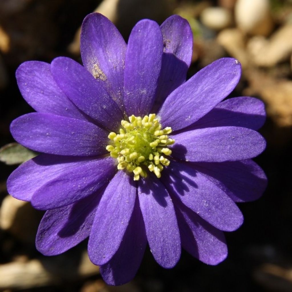 Anemone blanda Blue Shades