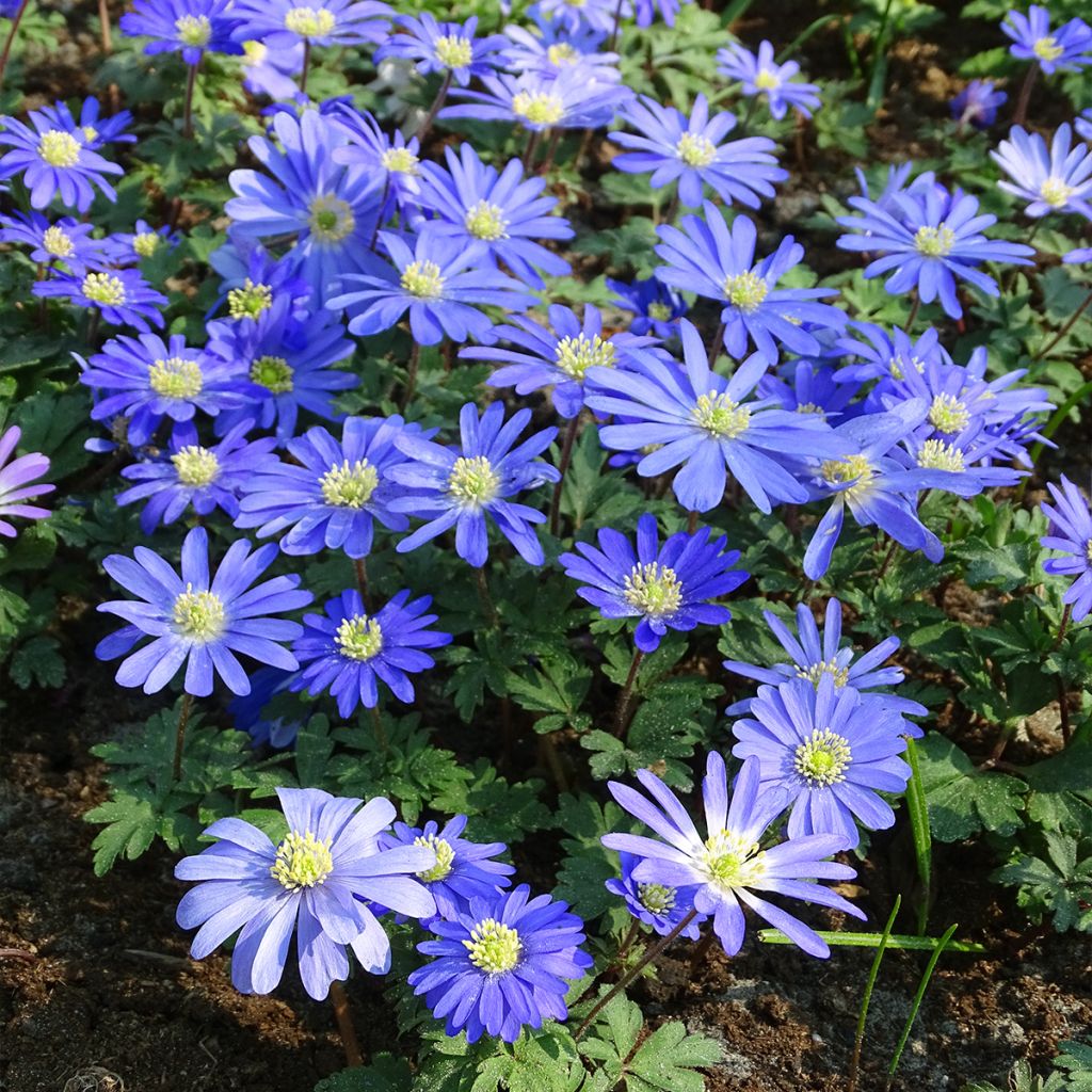 Anemone blanda Blue Shades