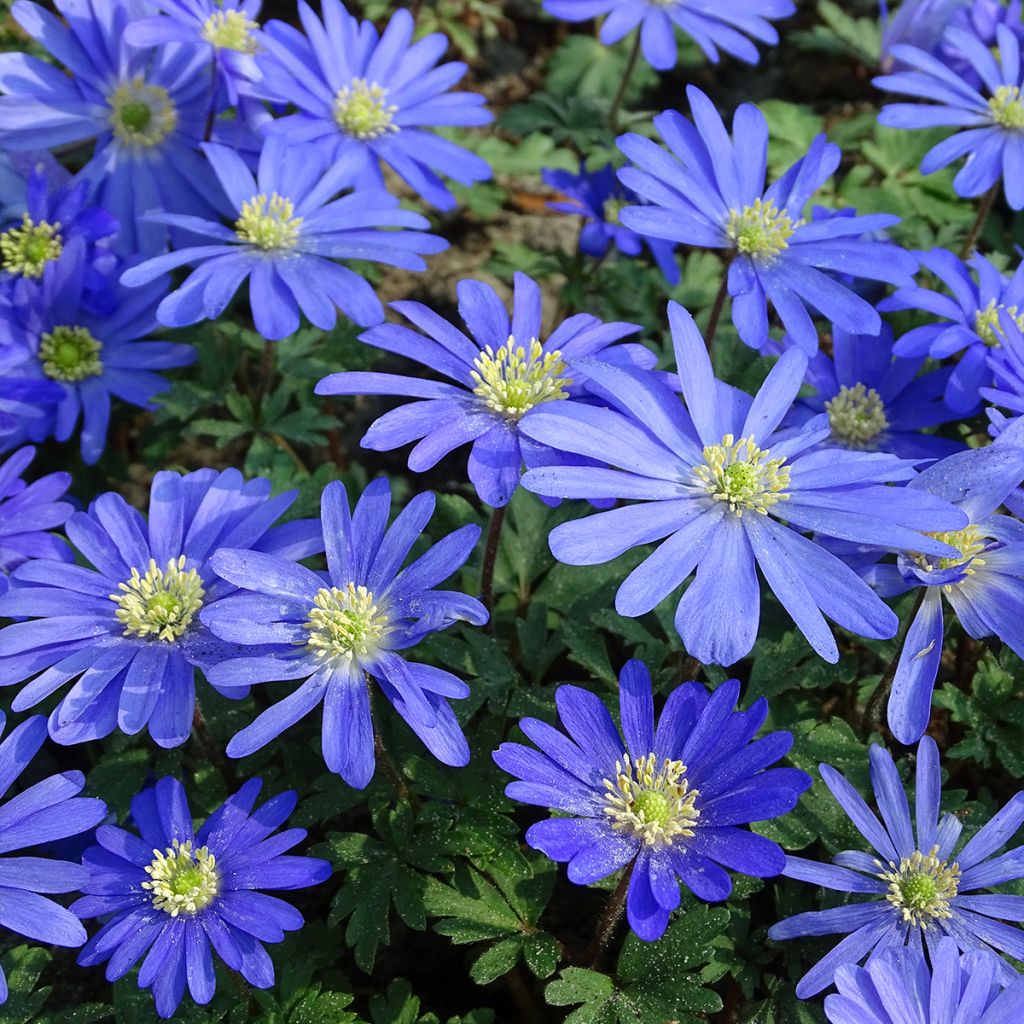 Anemone blanda Blue Shades