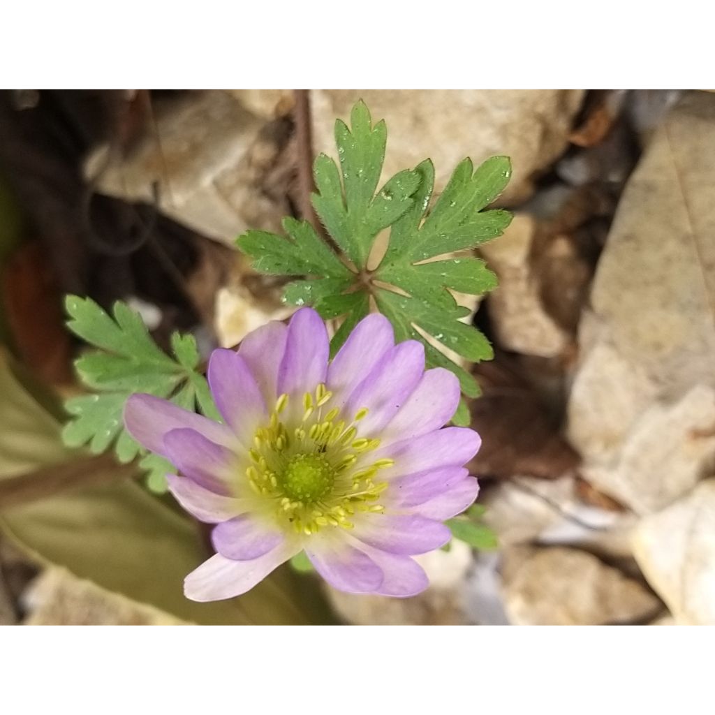 Anemone blanda Charmer