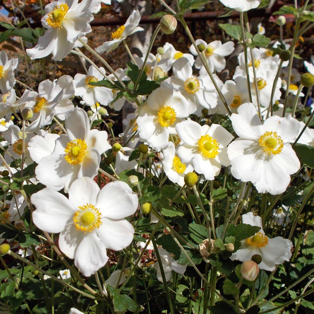 Anemone hybrida Honorine Jobert