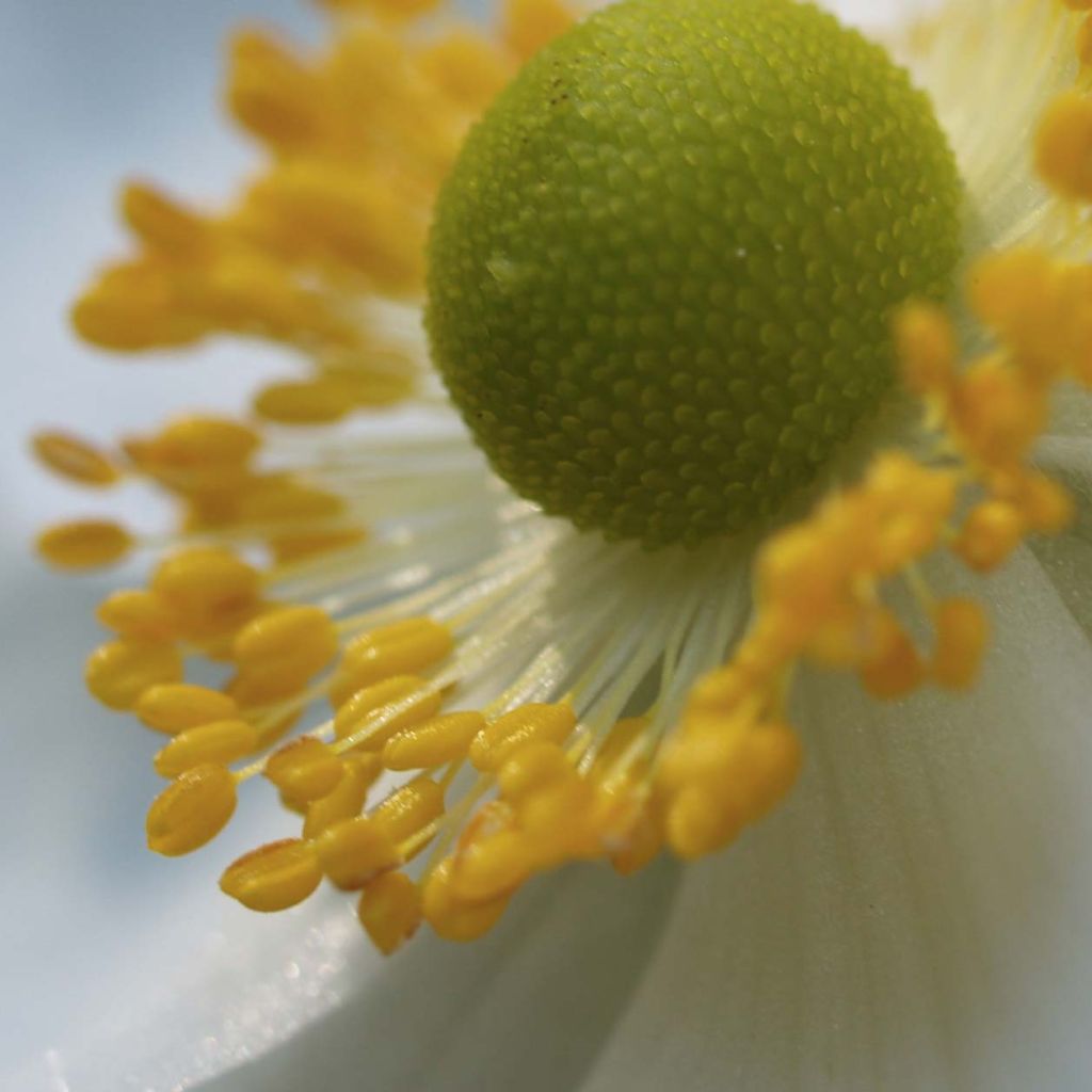 Anemone hybrida Honorine Jobert