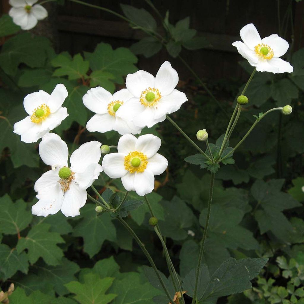 Anemone hybrida Honorine Jobert