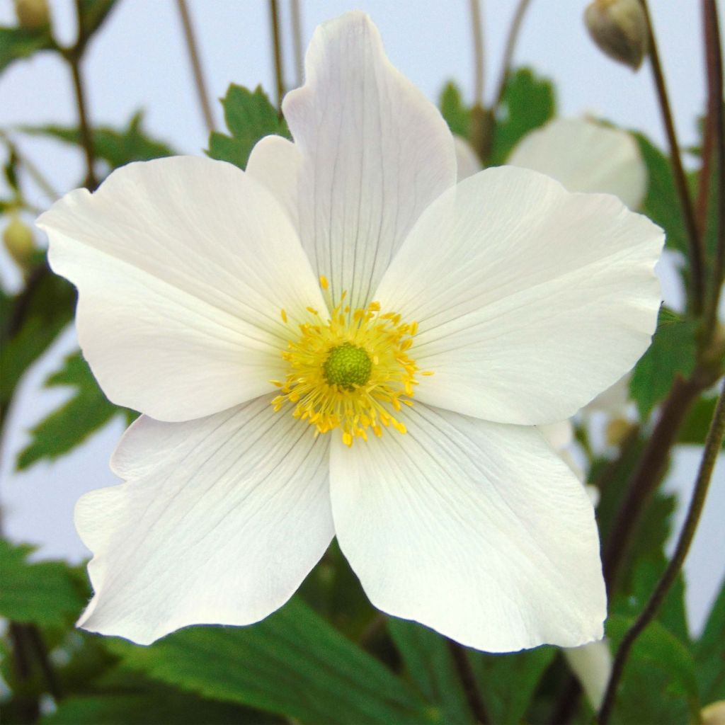 Anemone Wild Swan - Japanese Anemone