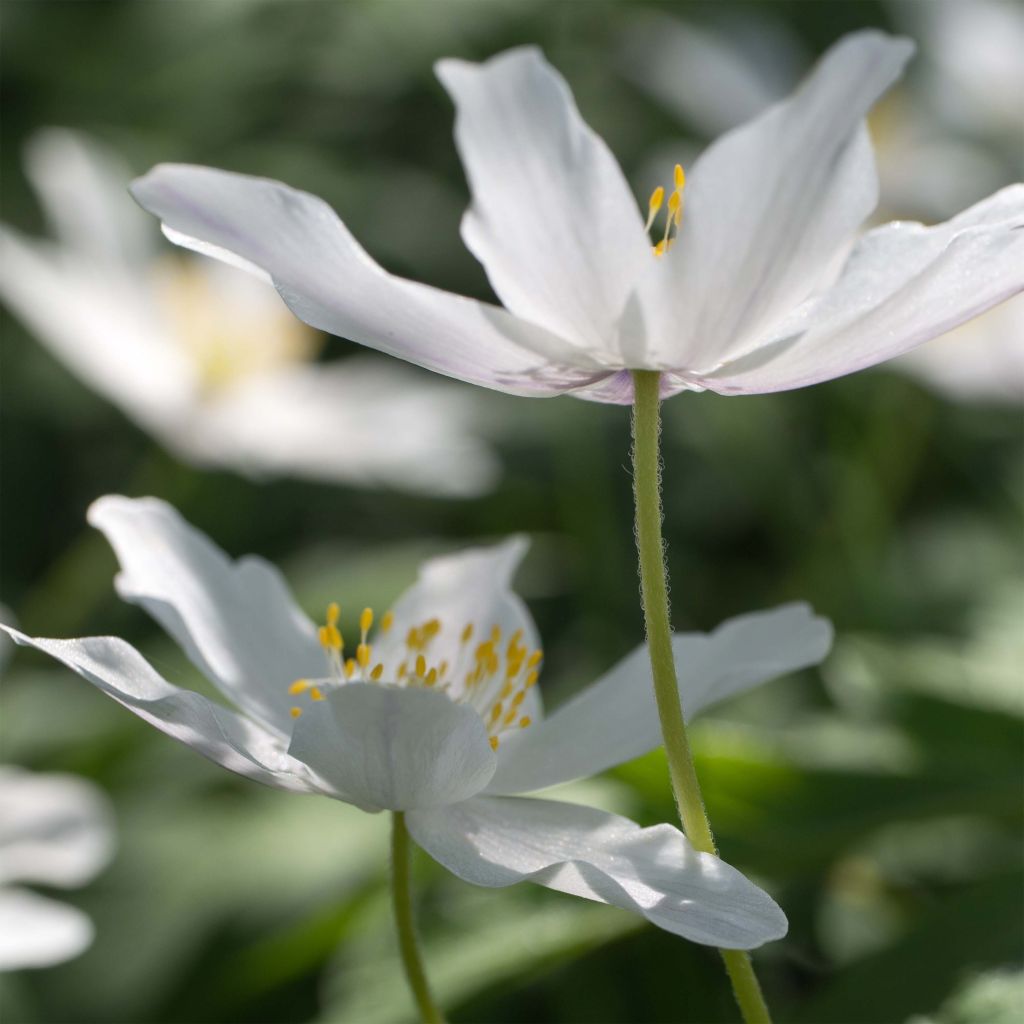 Anemone nemorosa