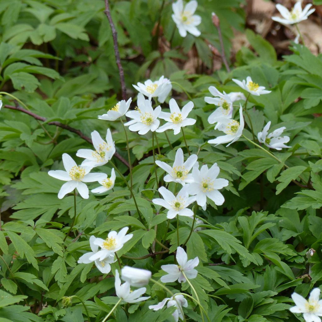 Anemone nemorosa Lychette