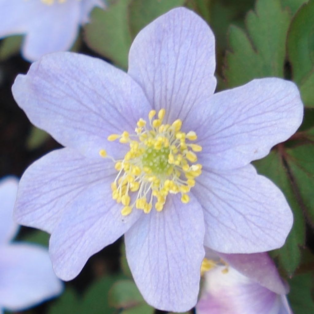 Anemone nemorosa Robinsoniana