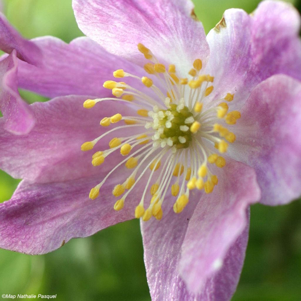 Anemone nemorosa Westwell Pink