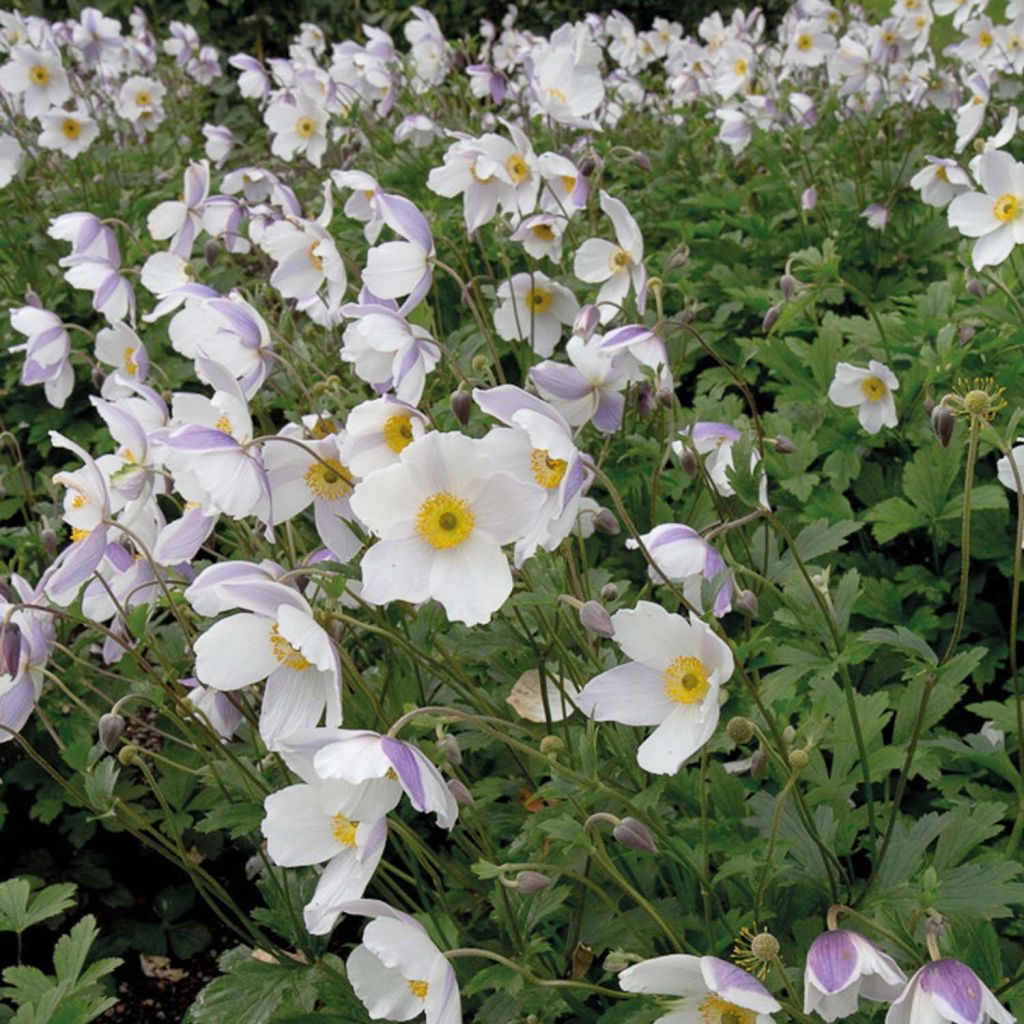 Anemone Wild Swan - Japanese Anemone