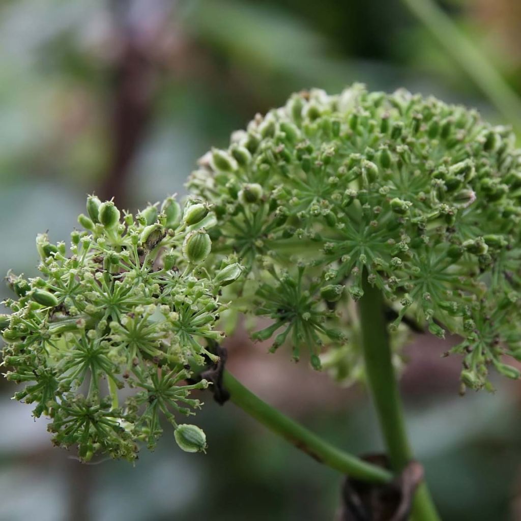 Angelica gigas