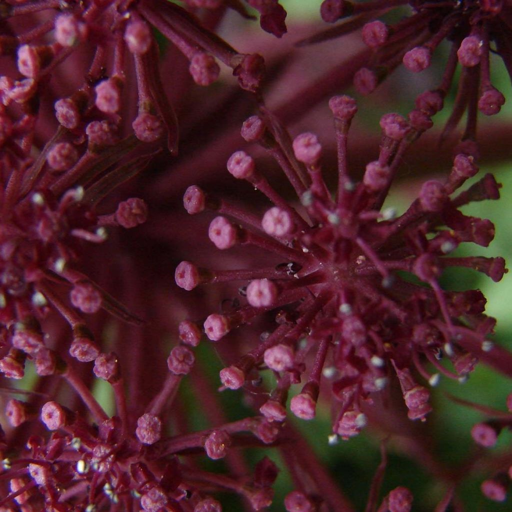 Angelica gigas