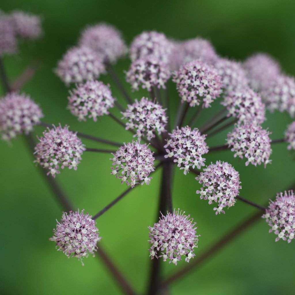 Angelica sylvestris Vicars Mead